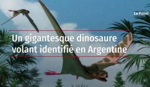 Un gigantesque dinosaure volant identifié en Argentine