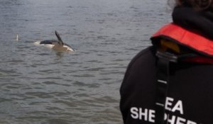 L'orque en difficulté dans la Seine, retrouvée morte