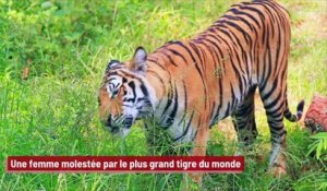 Une femme molestée par le plus grand tigre du monde !