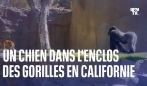 Un chien s'introduit dans l'enclos des gorilles dans un zoo en Californie