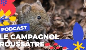 Le Campagnol roussâtre | Brèves de nature sauvage à Paris | Paris Podcast