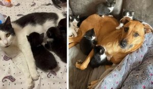 Une chatte reçoit l'aide d'une adorable chienne pour élever ses sept chatons pendant qu'elle apprend à faire confiance aux humains