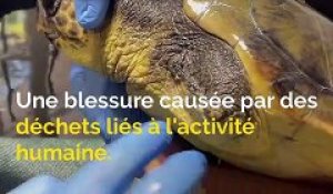 Retrouvées blessées, deux nouvelles tortues Caouanne soignées à Marineland à Antibes