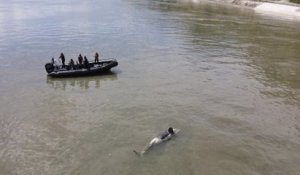 Orque retrouvée morte dans la Seine : le cétacé serait mort de faim avec une balle dans la tête