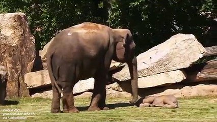 Adorables images d'un bébé éléphant dans le ventre de sa mère