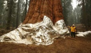 Un violent incendie menace les séquoias géants du parc de Yosemite aux Etats-Unis