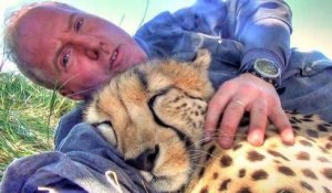 Afrique du Sud : un guépard se couche à côté d'un photographe endormi sous un arbre pour faire la sieste avec lui