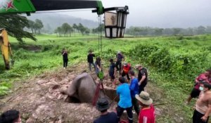 Thaïlande : le sauvetage incroyable d'un éléphanteau tombé dans une bouche d'égout