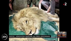 Incendies en Gironde : Regardez les images touchantes de l'évacuation des animaux du Zoo de la Teste-de-Buch, des lions aux paresseux