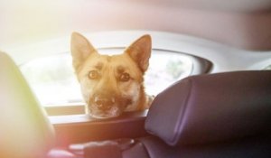 Yvelines : un berger malinois appartenant à un maître-chien a été retrouvé mort de chaud dans une voiture
