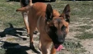 Disparu depuis une semaine, Sky, le chien des sapeurs-pompiers du Gard, a malheureusement été retrouvé mort