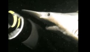 Ces images d'un requin Goblin sont incroyables