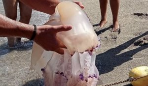Argelès-sur-Mer : une énorme méduse a été repérée dans la mer Méditerranée avant d'être sortie de l'eau