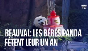 Les jumelles panda du Zoo de Beauval, Huanlili et Yuandudu, fêtent leur premier anniversaire