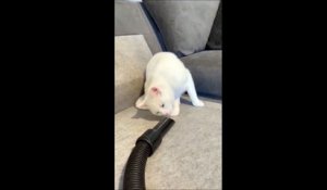 Quand un chat découvre un aspirateur