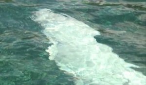 Eure : le Beluga coincé dans la Seine a peu de chances d'être sauvé