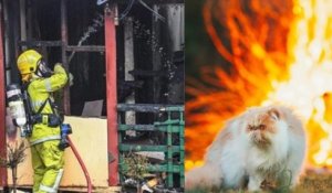 Ce chat survit à un incendie, les pompiers disent qu'il est miraculé