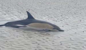 Vendée : des pécheurs à la palourde sauvent un dauphin échoué sur une plage