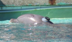 Planète sauvage, près de Nantes : des dauphins en captivité testent des outils pour fuir les filets de pêche