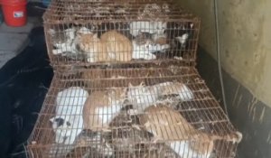 Plus de 150 chats sauvés de la casserole en Chine