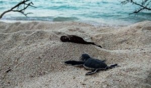Valras-Plage : les œufs des tortues ont éclos sur la plage, 51 jours après la ponte de la tortue marine