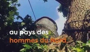 Les secrets du plus vieux chêne de France