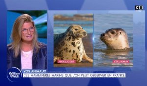 Vos animaux : Ces mammifères marins que l'on peut observer en France