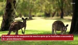 Un kangourou suspecté de meurtre en Australie !
