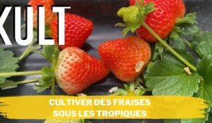 Cultiver des fraises sous les tropiques