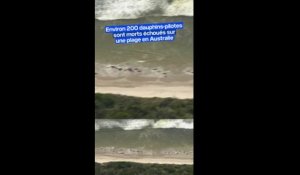 Environ 200 cétacés sont morts échoués sur une plage en Australie