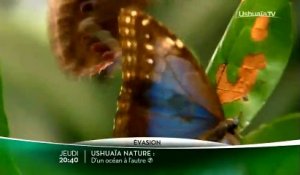Ushuaïa nature - Bande annonce