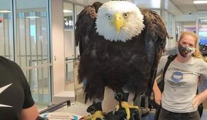 États-Unis : un énorme aigle à tête blanche crée l'événement lors de son passage dans un aéroport