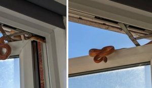 Angleterre : une femme se réveille de sa sieste et aperçoit un serpent qui tente de rentrer par la fenêtre de sa chambre