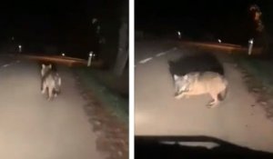 Un loup a été aperçu par une automobiliste dans les Cévennes