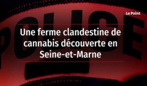Une ferme clandestine de cannabis découverte en Seine-et-Marne