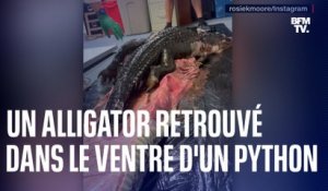 Floride: un alligator retrouvé dans le corps d’un python