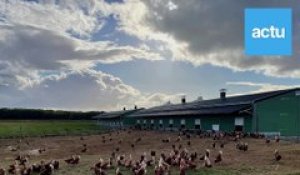 800 poules à vendre aux Alluets-le-Roi