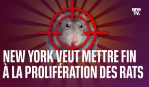 La mairie de New York cherche un chef "sanguinaire" pour mettre fin à la prolifération des rats