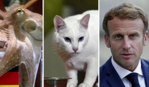 Zapping du 06/12 : L'incroyable pronostic parfait d'Emmanuel Macron sur le match des Bleus