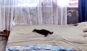 Une maman chat refait le lit après le passage du chaton