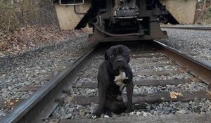 Jeté sur une voie ferrée par ses maîtres, ce chien a été percuté par un train et ne pourra plus jamais marcher