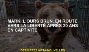 Mark, l'ours brun, sur le chemin de la liberté après 20 ans en captivité