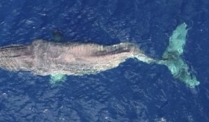 Canada : une baleine à bosse réussit à parcourir 5 000 km avec le dos cassé