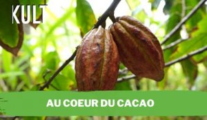 Au cœur du cacao