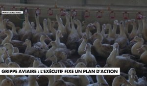 Grippe aviaire : le gouvernement a présenté son plan d’action