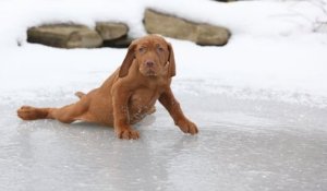 Vague de froid aux États-Unis : une chienne abandonnée a pu donner naissance à ses chiots au chaud grâce à ses sauveteurs