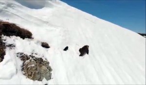 Ce bébé ours tente de rejoindre sa mère sur une montagne enneigée... pas facile