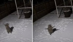 Un raton laveur surpris en train d‘essayer d'attraper des flocons de neige par des caméras de surveillance amuse les internautes