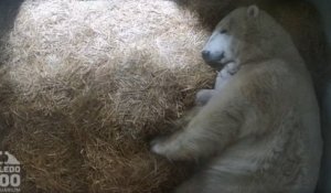 Espagne : pour la première fois depuis 12 ans, ce zoo a vu naître des oursons polaires jumeaux