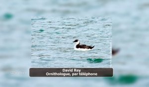 Des pingouins en nombre sur nos côtes méditerranéennes, on vous explique pourquoi